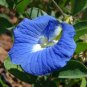Blue Butterfly Pea Clitoria ternatea 10 Seeds
