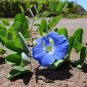 Blue Butterfly Pea Clitoria ternatea 10 Seeds