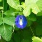Blue Butterfly Pea Clitoria ternatea 10 Seeds