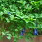 Blue Butterfly Pea Clitoria ternatea 10 Seeds