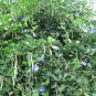Blue Butterfly Pea Clitoria ternatea 10 Seeds