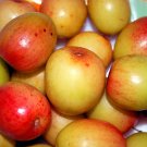 Indian Jujube Ziziphus mauritiana 10 Seeds Indian Jujube Ziziphus mauritiana 10 Seeds