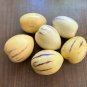 Pepino Melon 10 Seeds Solanum muricatum