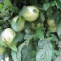 Pepino Melon 10 Seeds Solanum muricatum