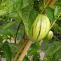Pepino Melon 10 Seeds Solanum muricatum