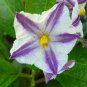 Pepino Melon 10 Seeds Solanum muricatum