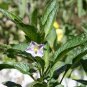 Pepino Melon 10 Seeds Solanum muricatum