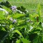 Pepino Melon 10 Seeds Solanum muricatum