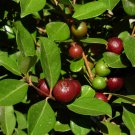 Strawberry Guava Psidium cattleianum 20 Seeds Strawberry Guava Psidium cattleianum 20 Seeds