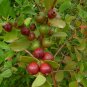 Strawberry Guava Psidium cattleianum 20 Seeds