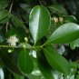 Strawberry Guava Psidium cattleianum 20 Seeds