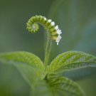 Scorpion-Tail Butterfly Heliotrope Heliotropium angiospermum 20 Seeds Scorpion-Tail Butterfly Heliotrope Heliotropium angiospermum 20 Seeds