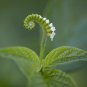 Scorpion-Tail Butterfly Heliotrope Heliotropium angiospermum 20 Seeds