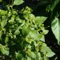 Scorpion-Tail Butterfly Heliotrope Heliotropium angiospermum 20 Seeds