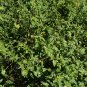Scorpion-Tail Butterfly Heliotrope Heliotropium angiospermum 20 Seeds