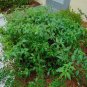 Scorpion-Tail Butterfly Heliotrope Heliotropium angiospermum 20 Seeds