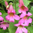 Chinese Foxglove  100 Seeds  Rehmannia angulata