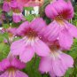 Chinese Foxglove 100 Seeds Rehmannia angulata