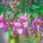 Chinese Foxglove 100 Seeds Rehmannia angulata