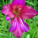 Gladiolus  25 Seeds  Gladiolus communis