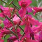 Gladiolus 25 Seeds Gladiolus communis