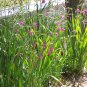 Gladiolus 25 Seeds Gladiolus communis