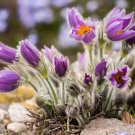 Chinese Pasqueflower Pulsatilla chinensis 100 Seeds