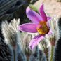 Chinese Pasqueflower Pulsatilla chinensis 100 Seeds