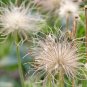 Chinese Pasqueflower Pulsatilla chinensis 100 Seeds