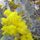 Queensland Silver Wattle 100 Seeds Acacia podayriifolia Queensland Silver Wattle 100 Seeds Acacia podayriifolia