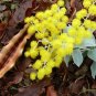 Queensland Silver Wattle 100 Seeds Acacia podayriifolia