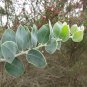Queensland Silver Wattle 100 Seeds Acacia podayriifolia