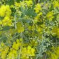 Queensland Silver Wattle 100 Seeds Acacia podayriifolia