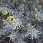 Queensland Silver Wattle 100 Seeds Acacia podayriifolia