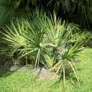 Scrub Palmetto Sabal etonia 20 Seeds Scrub Palmetto Sabal etonia 20 Seeds