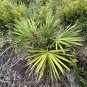 Scrub Palmetto Sabal etonia 20 Seeds