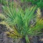 Scrub Palmetto Sabal etonia 20 Seeds