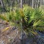 Scrub Palmetto Sabal etonia 20 Seeds