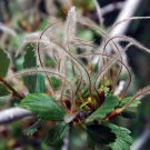 Mountain Mahogany Cercocarpus montanus 100 Seeds Mountain Mahogany Cercocarpus montanus 100 Seeds
