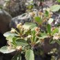 Mountain Mahogany Cercocarpus montanus 100 Seeds