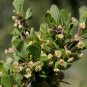 Mountain Mahogany Cercocarpus montanus 100 Seeds