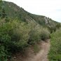 Mountain Mahogany Cercocarpus montanus 100 Seeds