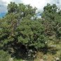 Mountain Mahogany Cercocarpus montanus 100 Seeds