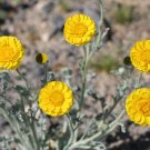 Desert Marigold Baileya multiradiata 100 Seeds Desert Marigold Baileya multiradiata 100 Seeds