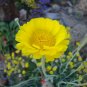 Desert Marigold Baileya multiradiata 100 Seeds