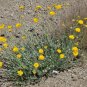Desert Marigold Baileya multiradiata 100 Seeds