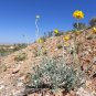 Desert Marigold Baileya multiradiata 100 Seeds