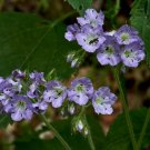 Great Waterleaf  20 Seeds  Hydrophyllum appendiculatum