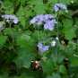 Great Waterleaf 20 Seeds Hydrophyllum appendiculatum
