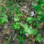 Great Waterleaf 20 Seeds Hydrophyllum appendiculatum